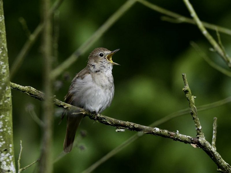 Dawn Chorus warms the heart on a cold morning